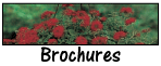 brochures, phamphlet, newsletters designed by creative images graphic design